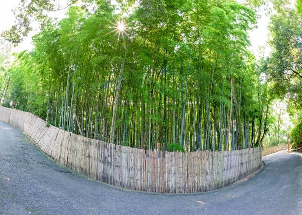 Fense de bambú y bosque con estrella solar —  Fotos de Stock