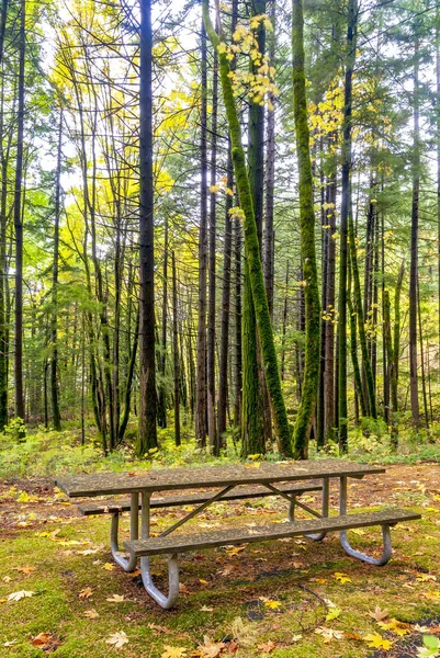 Bosque de otoño en Oregon con una mesa — Foto de Stock