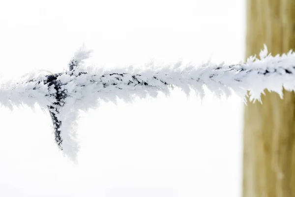 Close up of frost growing on barbwire — Stock Photo, Image