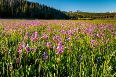 Idaho Sawtooth Dağları, kır çiçekleriyle dolu bir çayır.
