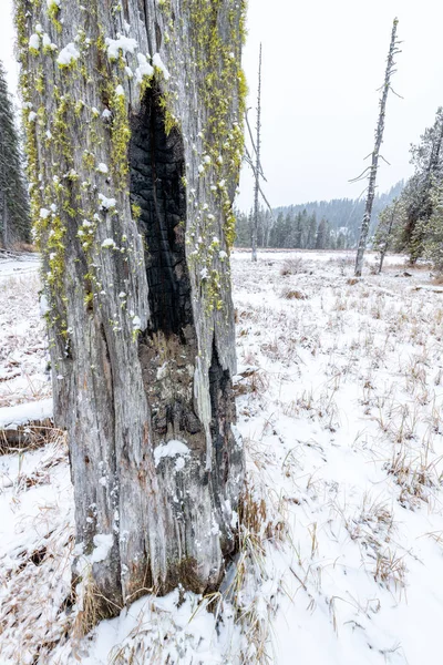 Árbol muerto muerto por el fuego en un prado de invierno — Foto de Stock