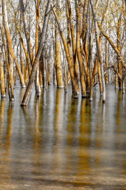 Orman ağacı bir sulama deposu tarafından suyla dolmuş.