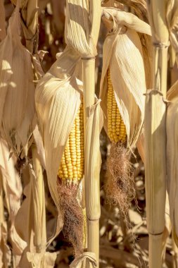 Bir çiftçi tarlasında kurutulan mısır sapları