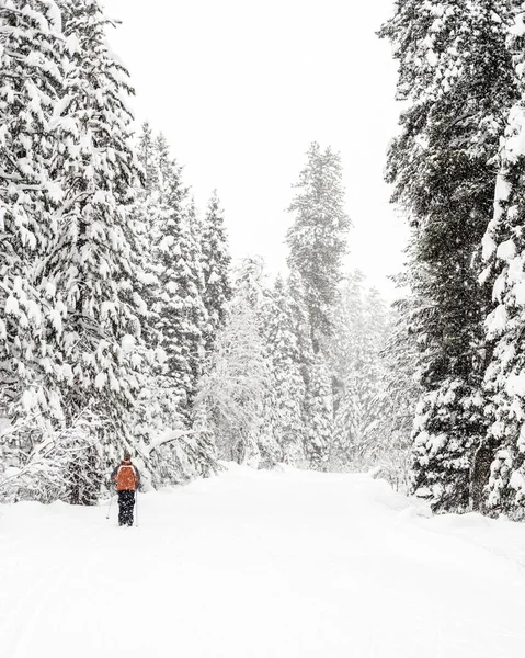 Nieve de invierno cayendo sobre un esquiador de fondo — Foto de Stock