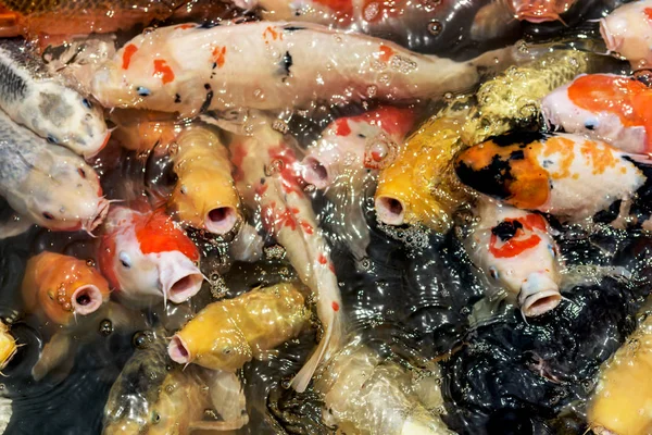 Peixe de carpa no jardim do Japão — Fotografia de Stock