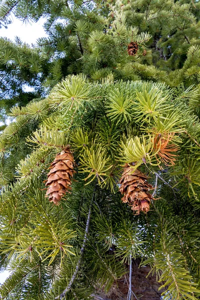 Green tree in winter with brown pine cones — Stock Photo, Image