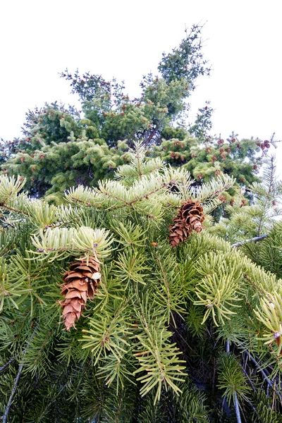 Na natureza uma árvore com pequenos cones — Fotografia de Stock