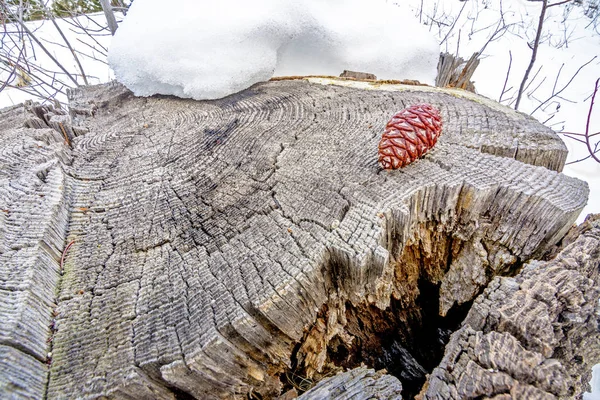 Пень дерева зимой с сосновым шишкой — стоковое фото