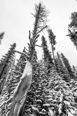 Genç Noel ağaçlarının arasında kışın bükülmüş yaşlı ölü ağaç