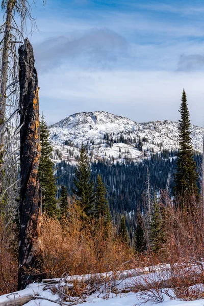 Winter forest with a single dead snag and snow on the ground — Stock Photo, Image