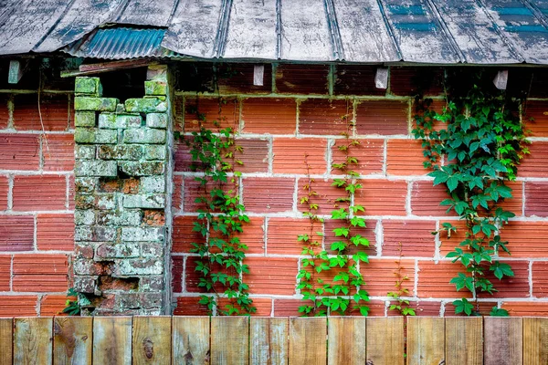 Cihly a Ivy na straně budovy — Stock fotografie