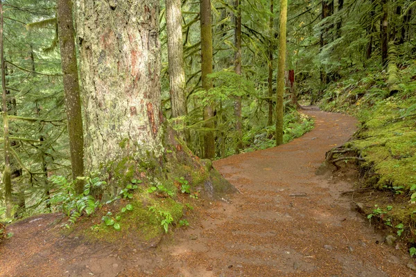 Sendero conduce a través de una selva tropical — Foto de Stock