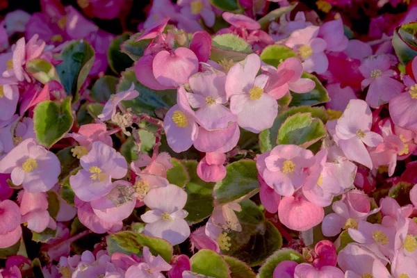 Růžové květy a zelené listy — Stock fotografie