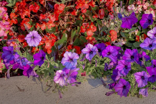 Çimentodaki ev çiçeği bahçesi — Stok fotoğraf