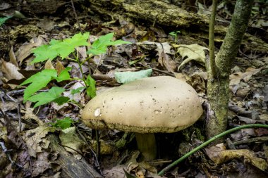 Ormanda büyük mantar ve kurumuş yapraklar.
