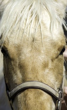 Gözleri olan güzel beyaz at yüzlü