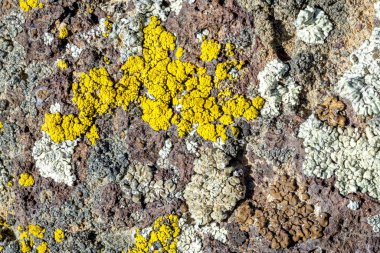 Lichen ilginç renkler ve desenler oluşturur