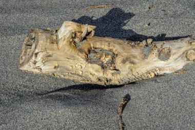 Kuma gömülü bir ağaçtan tahta parçaları.