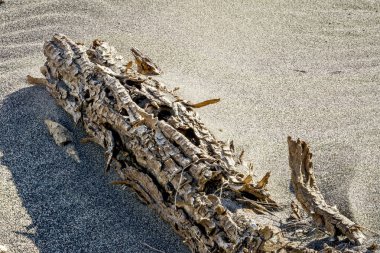 Çürüyen kütük sabah güneşinde kumla yatıyor.