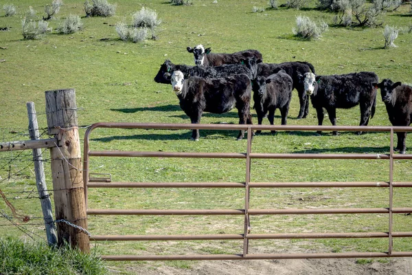 Farmers herd of cow on a farm — 스톡 사진