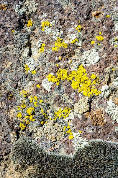 Moos Lichen растет на склоне скалы — стоковое фото