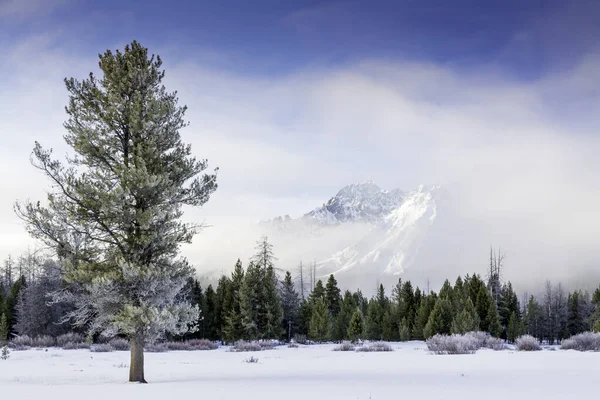 Pino solitario en invierno con niebla y montaña Idaho — Foto de Stock