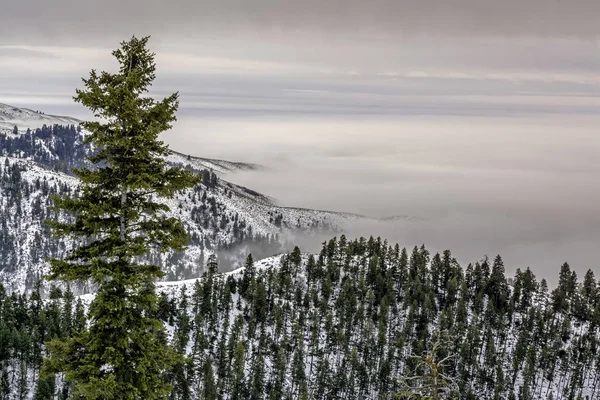 Bosque en Idaho con niebla de inversión de valle — Foto de Stock