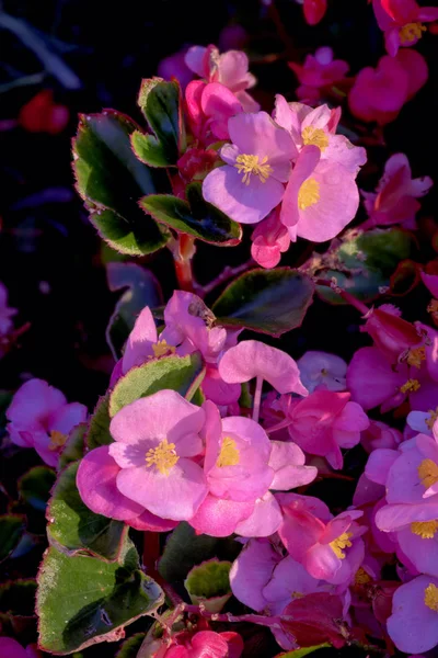 Květina v zahradě, které jsou růžové se zelenými listy — Stock fotografie
