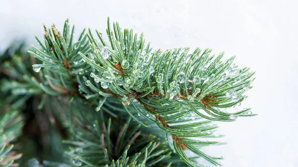 Riflessione in gocce di rugiada su un pino verde — Foto Stock