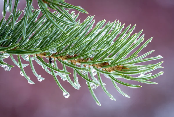 Riflessioni forestali nelle gocce di rugiada di un pino — Foto Stock