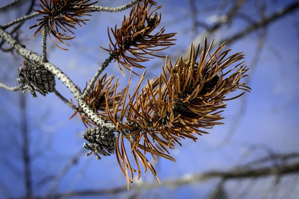 Red pine needles and blue sky — Stock Photo, Image