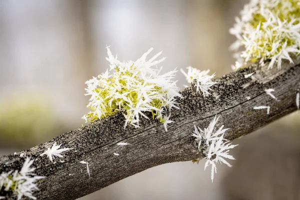 Winter frosted on green moss — 스톡 사진