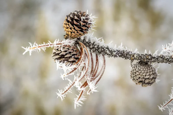 Ice crystals on a pine tree limb with cones — Stock Photo, Image