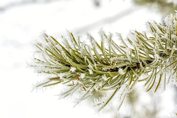 アイダホ松は冬で霜が降り — ストック写真