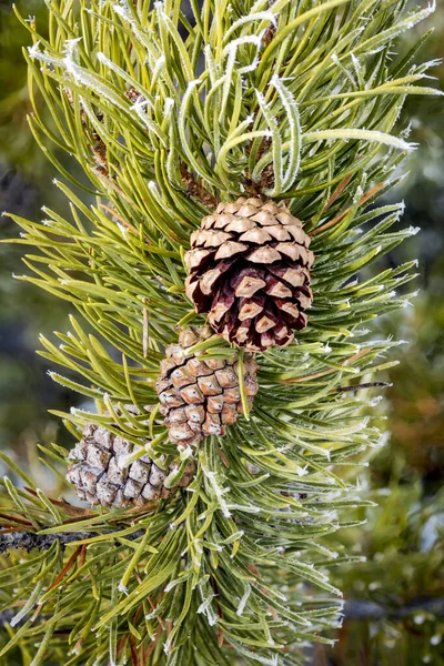 コーンと霜と自然の松の木 — ストック写真