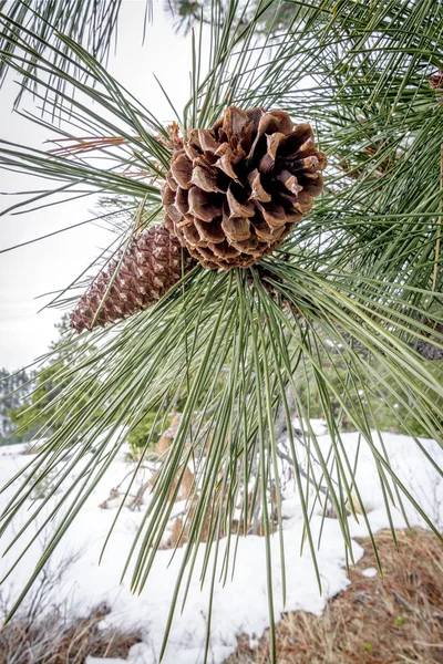 Cone de pinho sobrevivente de inverno com neve — Fotografia de Stock