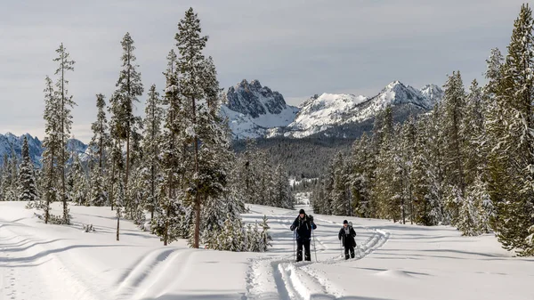 Pemain ski lintas alam meluncur melalui hutan di musim dingin — Stok Foto