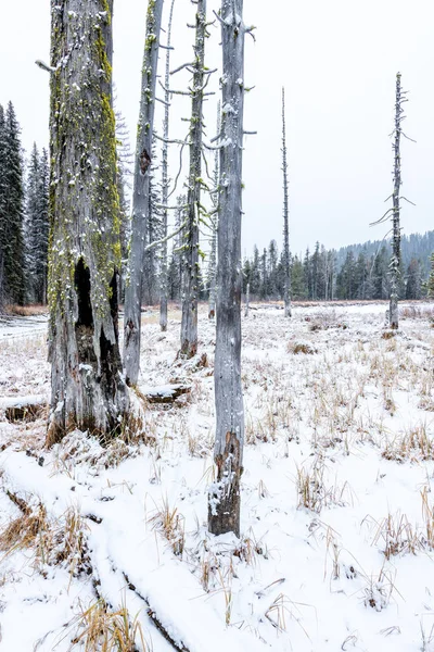 Martwe drzewa w zimowym lesie ze śniegiem i pochmurnym niebem — Zdjęcie stockowe