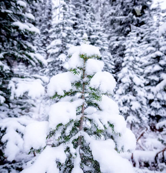 Fechar Uma Árvore Natal Deserto — Fotografia de Stock