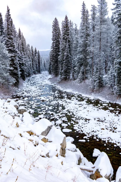 Beautiful river in the winter lines with snow covered trees