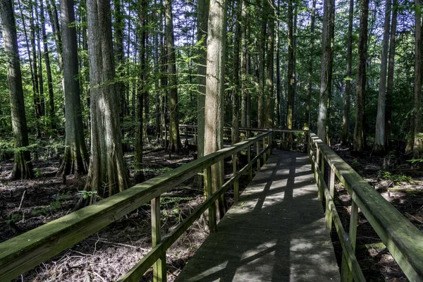 Pasarela Elevada Conduce Través Pantano Alabama — Foto de Stock