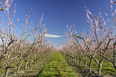 Çiçek açan ağaçlar şeftali yetiştirecek