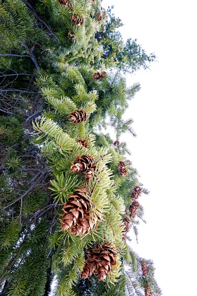 Hängande Kottar Ett Träd Naturen — Stockfoto