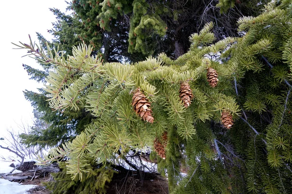 Viele Tannenzapfen Auf Einem Baum — Stockfoto