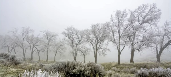 霧の中で霜の木の行 — ストック写真