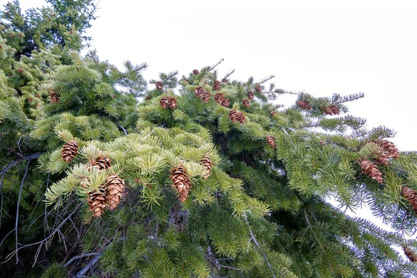 自然の緑の木の上の松のコーン — ストック写真