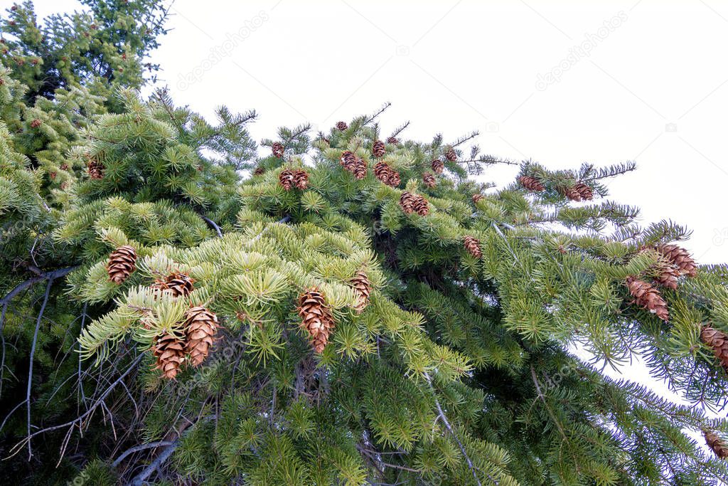 Pine cones on a green tree in nature