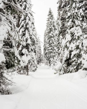 Kış taze karla kaplı çam ağaçları ve patikalar yol gösteriyor