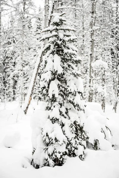 Árvore Natal Coberta Neve Floresta — Fotografia de Stock