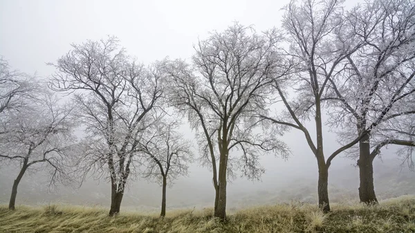 霧の中の霜に覆われた木 — ストック写真